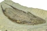 Lower Cambrian Trilobite (Neltneria) - Issafen, Morocco #227808-2